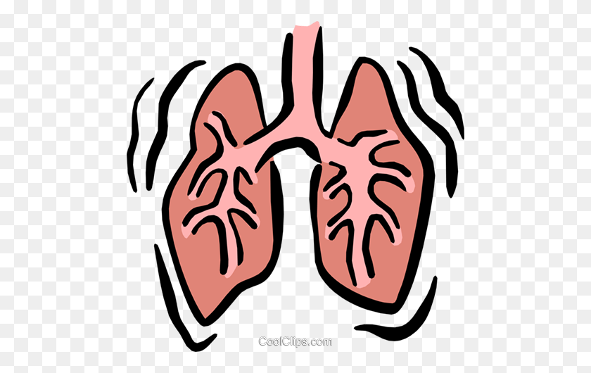 480x470 Lungs Royalty Free Vector Clip Art Illustration - Lungs Clipart