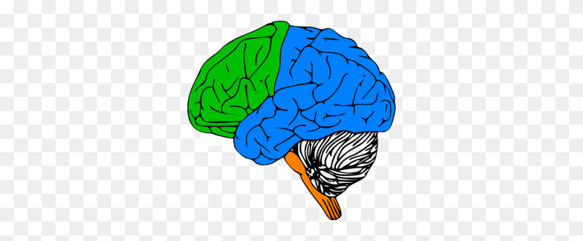 300x288 Luria Brain Clip Art - Brain Clipart Images