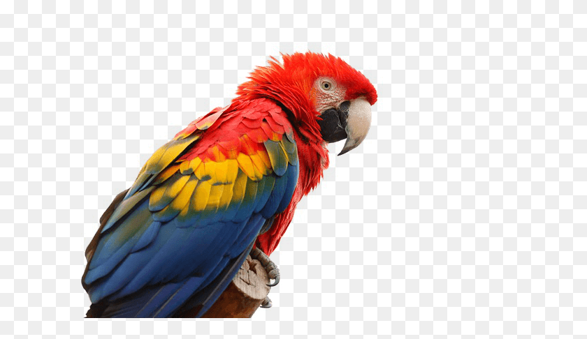 640x426 Macaw Bird Transparent Png - Parrot PNG