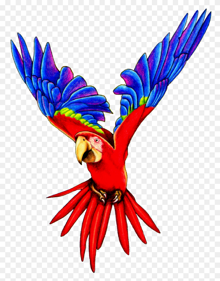 783x1014 Macaw Clip Art - Parrot PNG