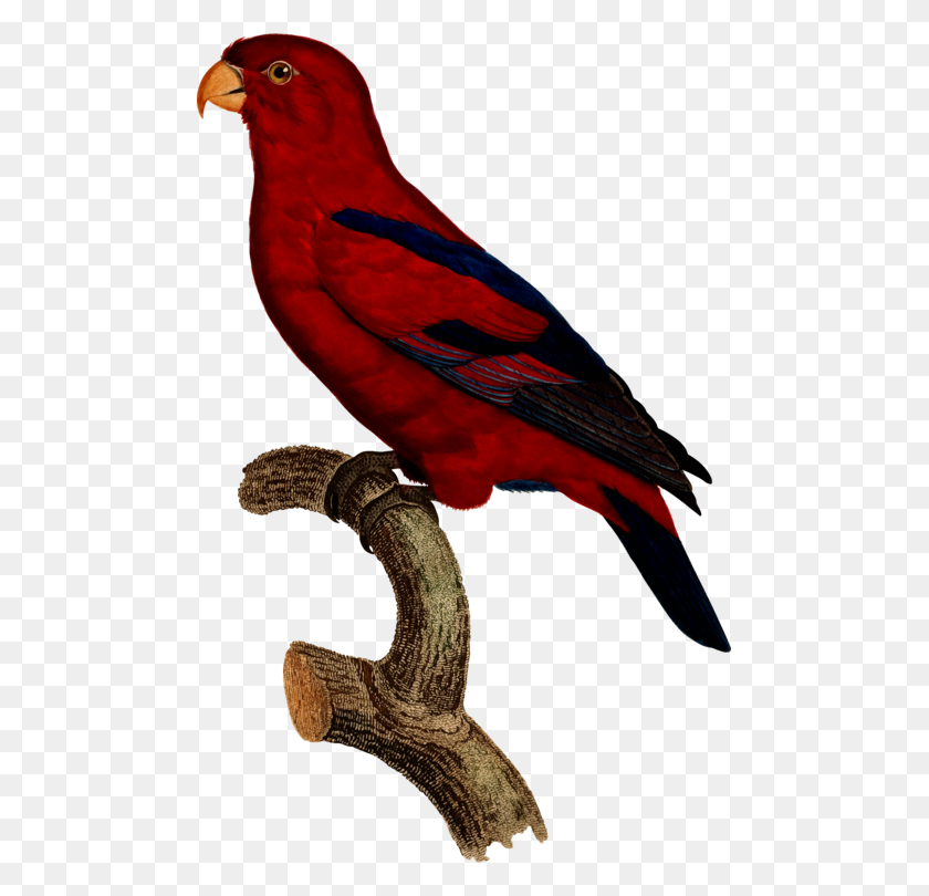 483x750 Macaw Parrot Bird Finches Drawing - Macaw Clipart