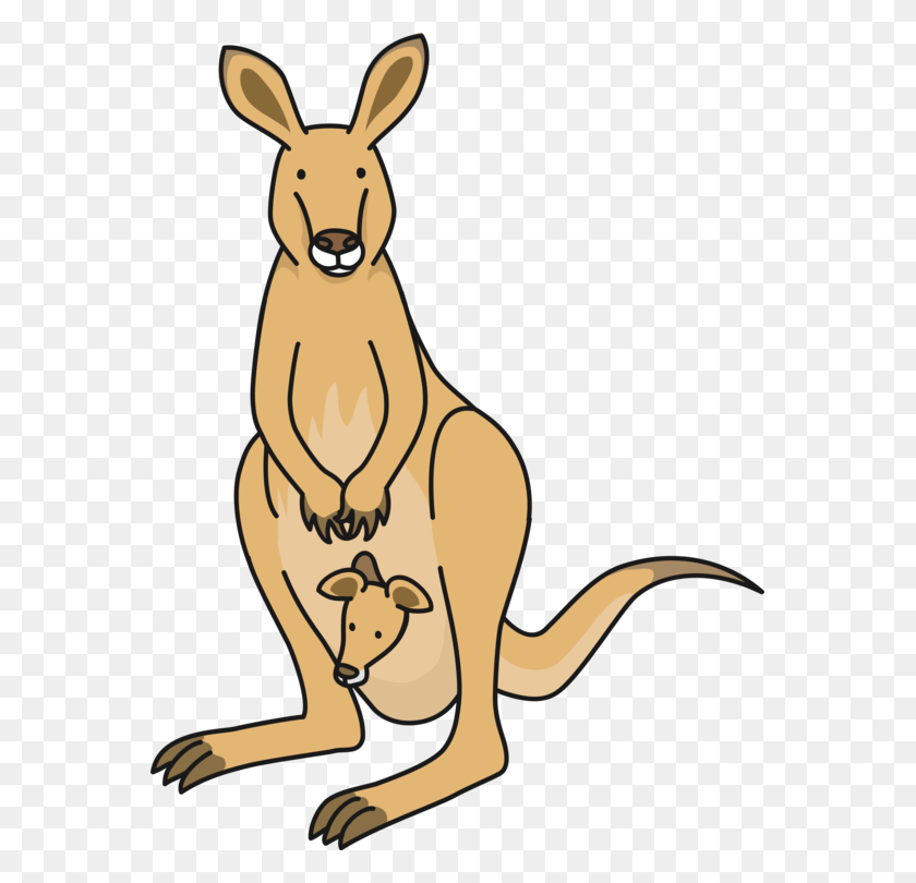 563x750 Macropods Kangaroo Drawing Mammal Diagram - Kangaroo PNG