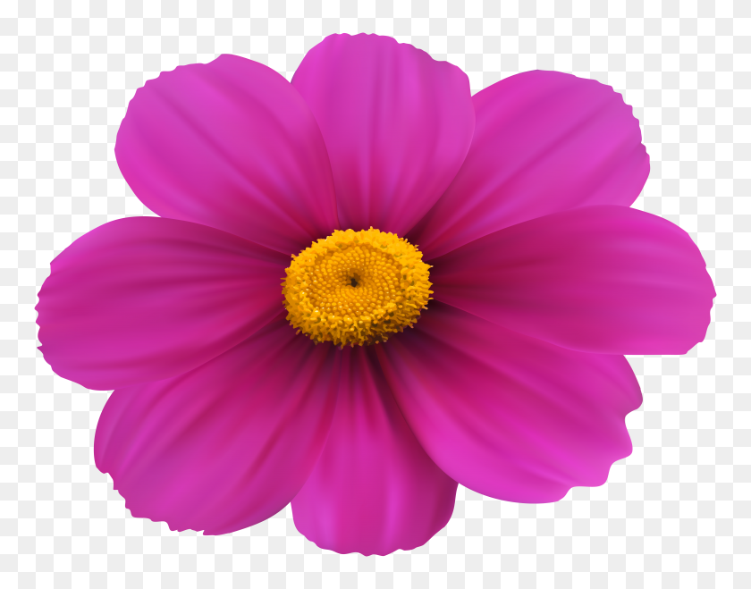 8000x6146 Пурпурный Цветок Прозрачный Картинки - Цветы Клипарт Прозрачный