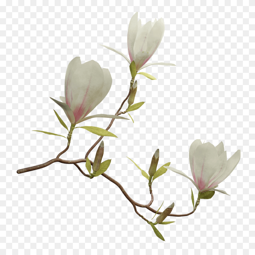 1024x1024 Magnolia - Twig PNG