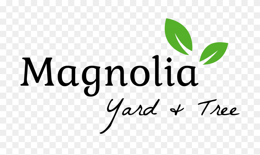3551x2013 Magnolia Yard Trees Plantación De La Belleza, Cultivando El Lujo - Árbol De Magnolia Png
