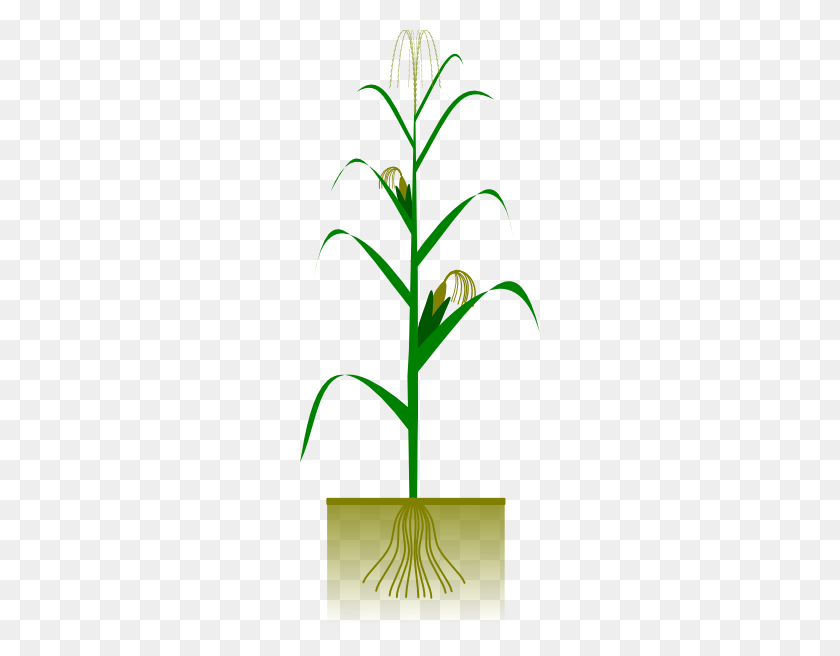 240x596 Maize Plant Clip Art - Corn Plant Clipart