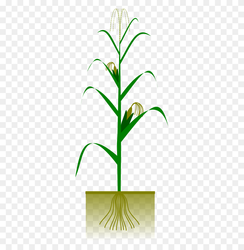 321x800 Maize Plant Free Vector - Ear Of Corn Clipart