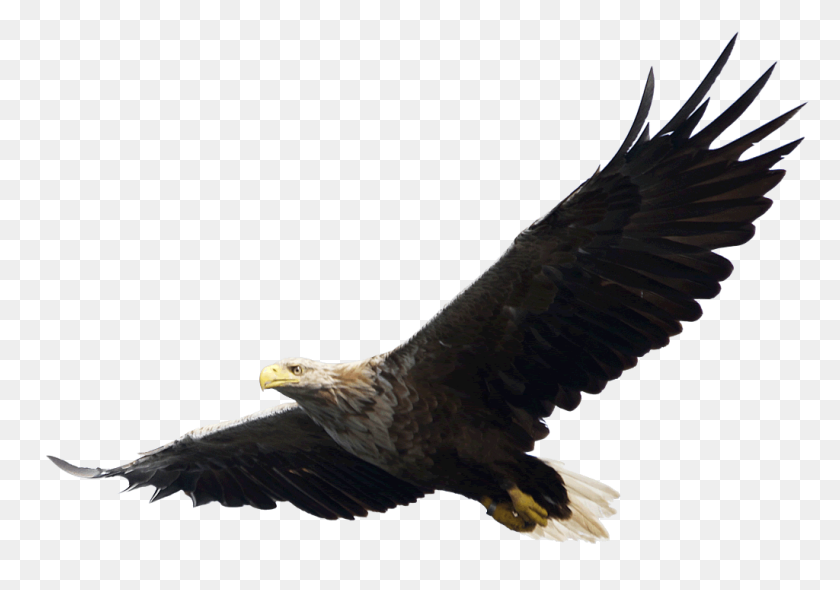1024x697 Majestuosa Águila Calva Volando Imagen Png - Águila Calva Png