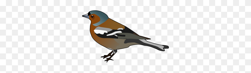 300x186 Male Chaffinch Numeric Bird Chaffinch And Clip Art - Finch Clipart
