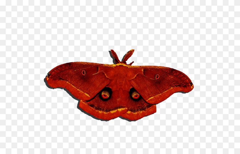 600x480 Male Moth Red Onesie For Sale - Moth PNG