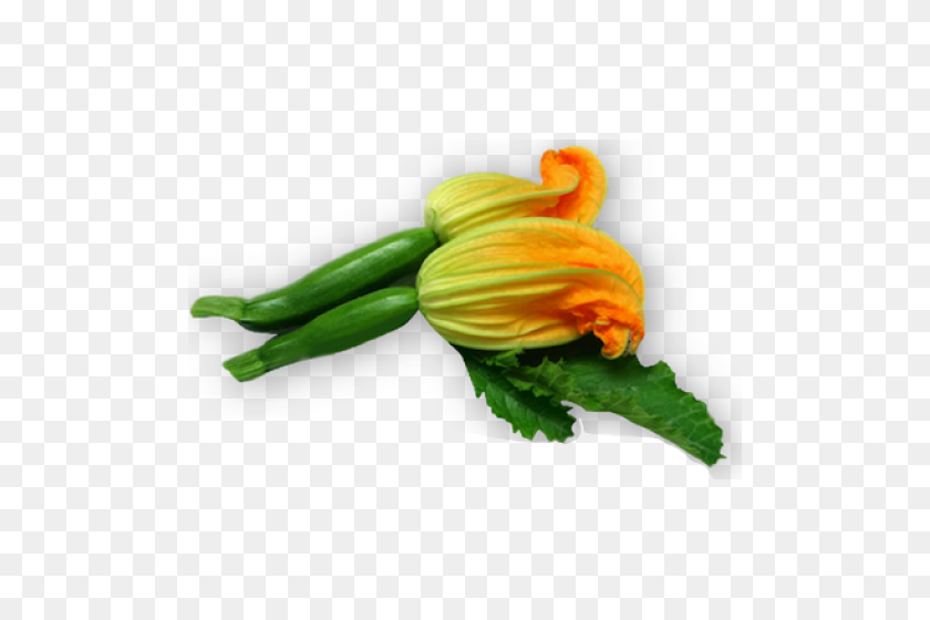 500x500 Male Zucchini Flowers - Zucchini PNG
