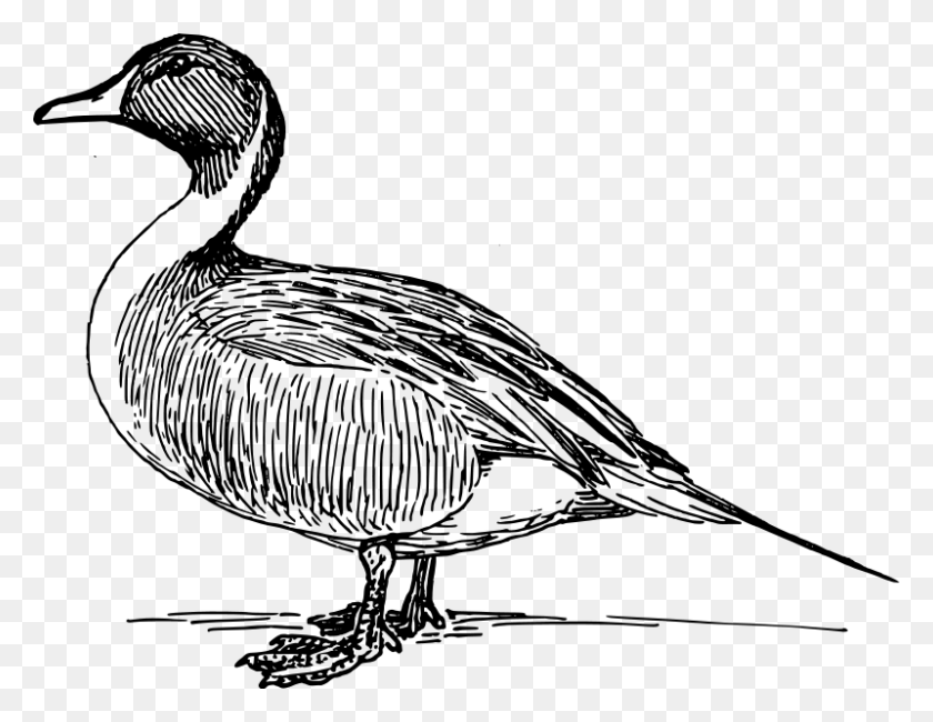 800x606 Mallard Duck Clipart Black And White - Clipart Duck Black And White