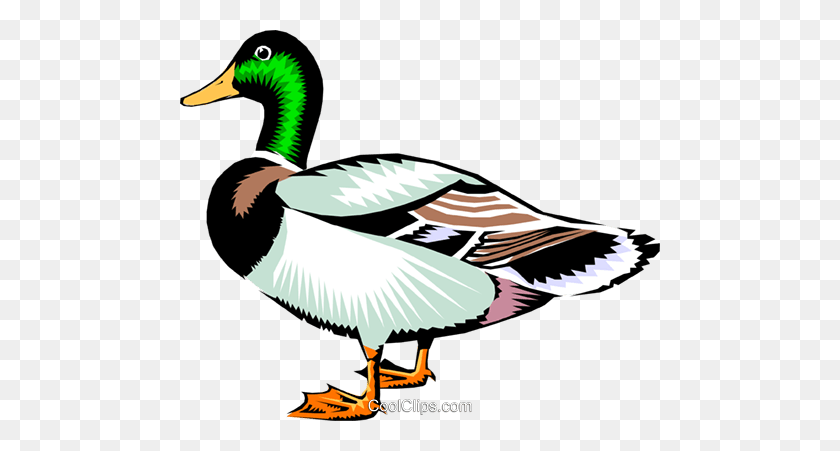 480x391 Mallard Duck Royalty Free Vector Clip Art Illustration - Mallard Clipart