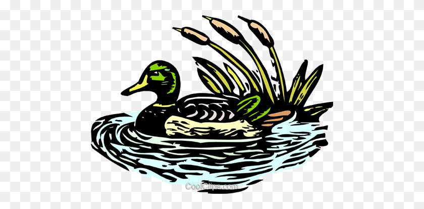 480x354 Mallard Duck Royalty Free Vector Clip Art Illustration - Mallard Clipart