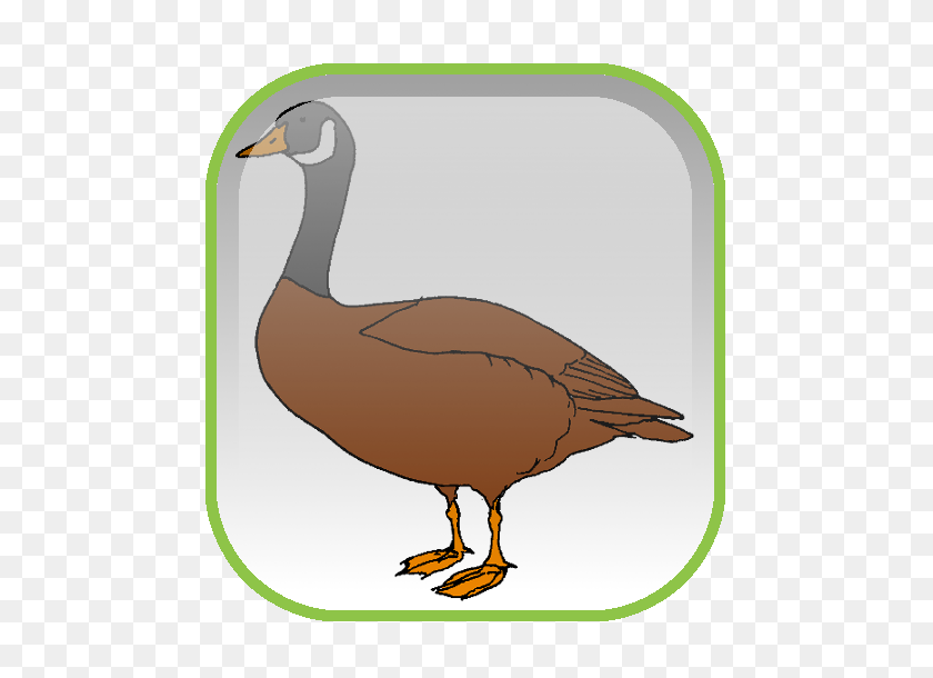 500x550 Mallard Goose Duck Desktop Wallpaper Clip Art - Goose PNG