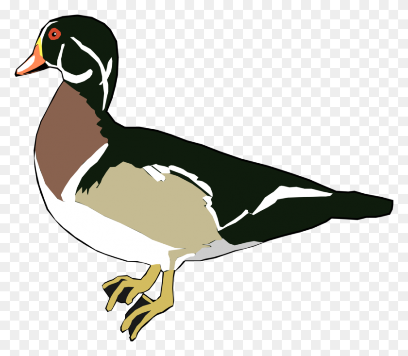 869x750 Mallard Wood Duck Water Bird Waterfowl - Wood Duck Clip Art
