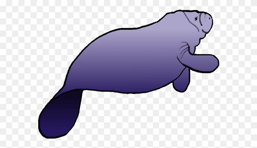 594x424 Manatee Clipart - Manatee PNG