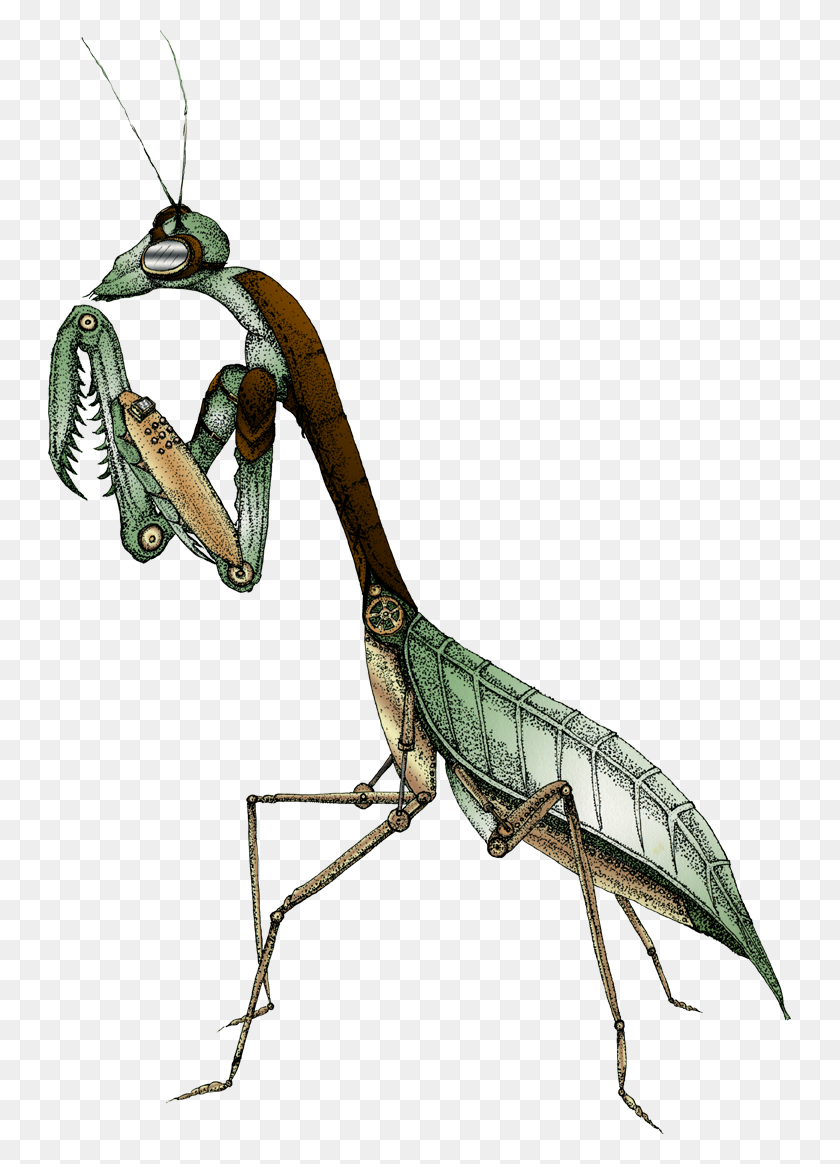 743x1104 Mantis, Augmented Feral Beagle - Praying Mantis PNG