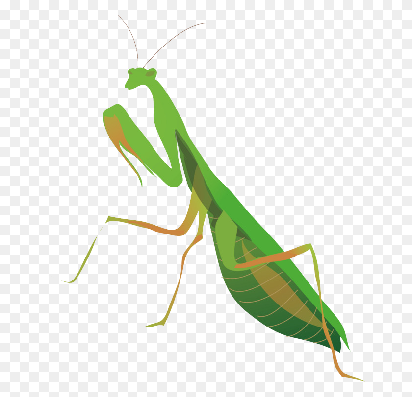 650x751 Mantis Png Transparent Images - Mantis PNG