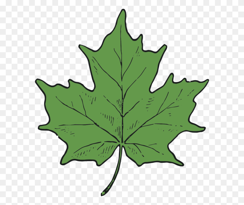 600x647 Maple Leaf And Seed Clip Art Clip Art Department - Grape Leaves Clipart