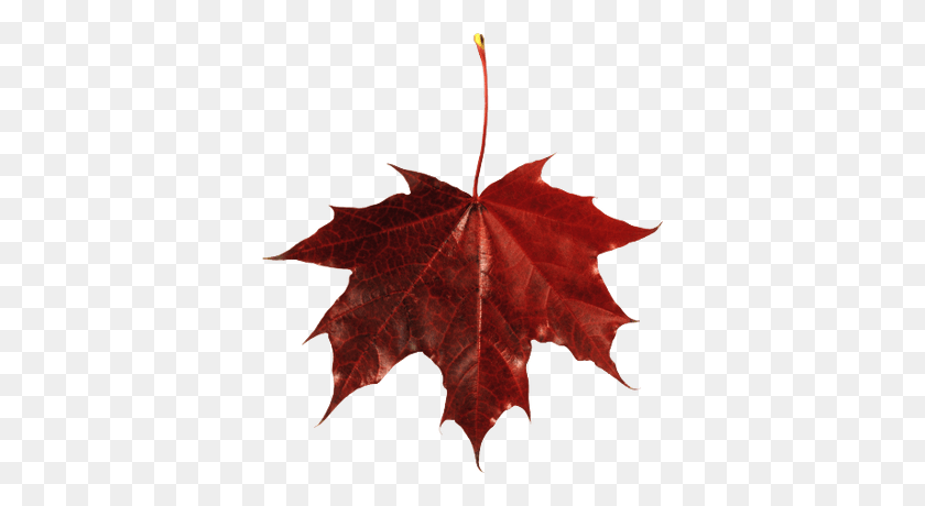 400x400 Maple Leaf Canada Transparent Png - Maple Tree PNG