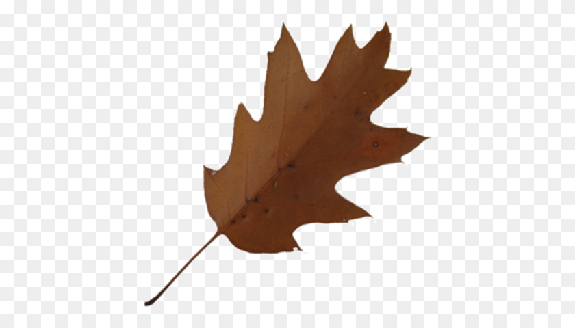 420x420 Maple Leaf Clipart Brown - Oak Tree Clip Art