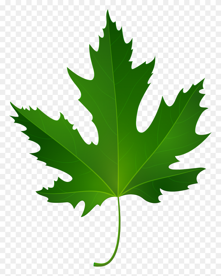 6317x8000 Maple Leaf Clipart Norway Maple - Canadian Leaf PNG