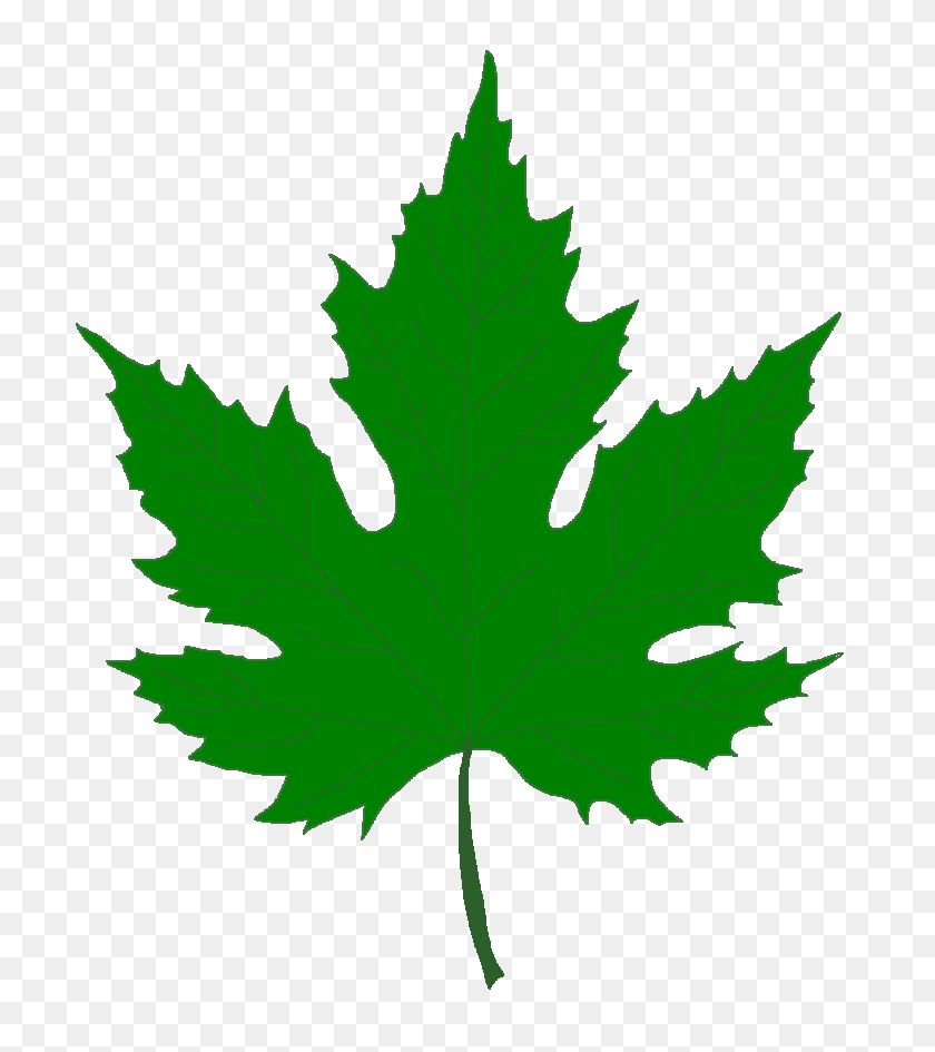 737x885 Maple Leaf Clipart Real - Green Leaves PNG