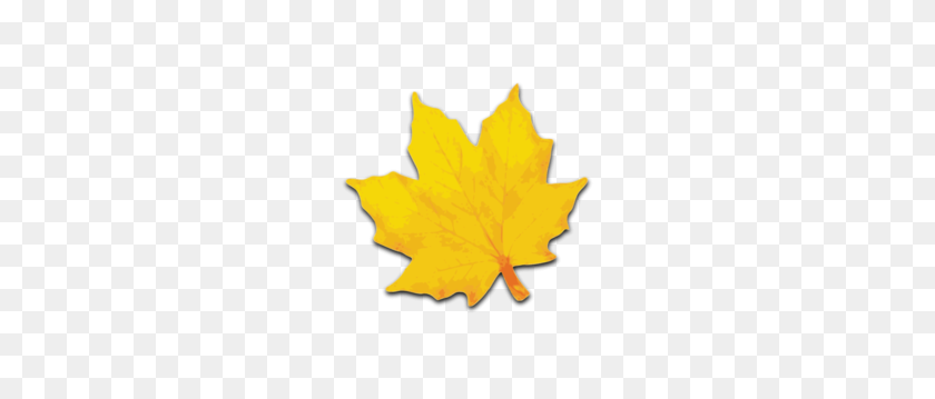297x299 Maple Leaf Clipart Yellow - Maple Leaf PNG