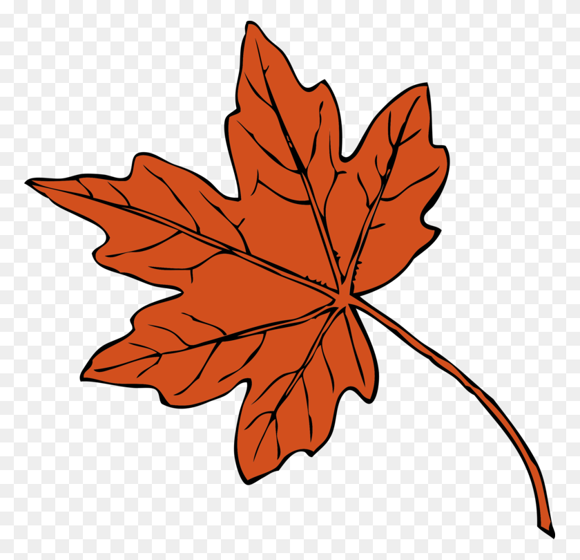 769x750 Maple Leaf Drawing Autumn Leaf Color Red Maple - Japanese Maple PNG