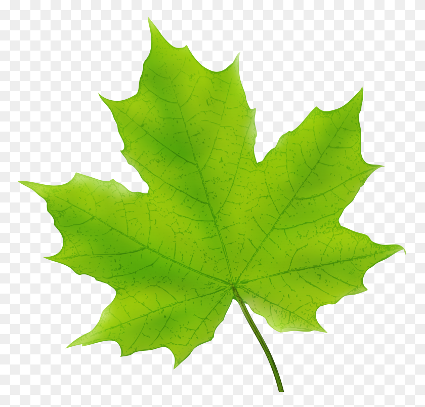 5000x4774 Maple Leaf Green Png Clip Art - Swamp Clipart