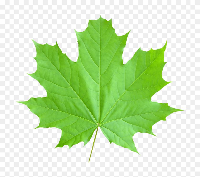 1600x1402 Maple Leaf Png Image - Maple Leaf PNG