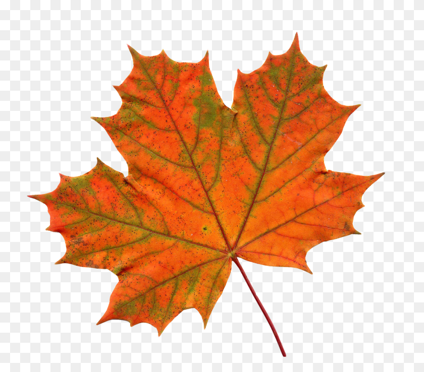 1300x1131 Maple Leaf Png Image - Maple Tree PNG