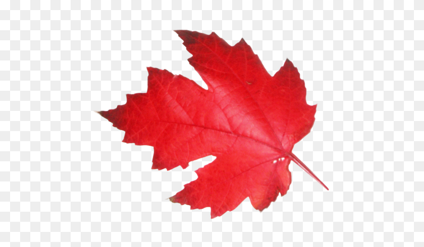 500x430 Maple Leaf Png Transparent Image - Maple Tree PNG