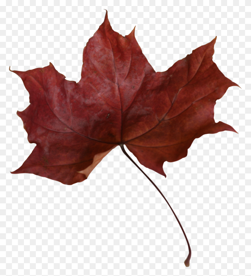 1024x1134 Maple Leaf Png Transparent Picture - Maple Leaf PNG