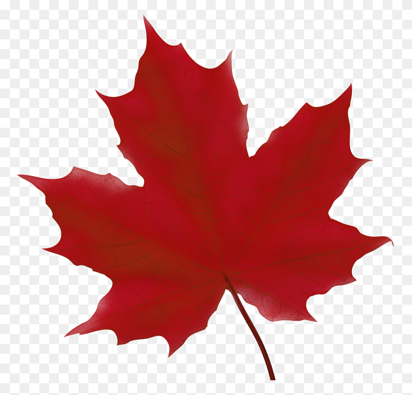 5000x4774 Maple Leaf Red Png Clip Art - Red Leaf Clipart