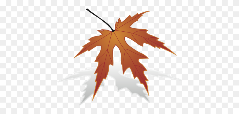436x340 Maple Leaf Sugar Maple Computer Icons Japanese Maple Free - Japanese Maple PNG