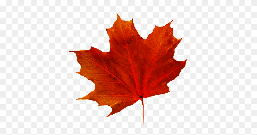 413x383 Maple Leaf Transparent Png - Maple Tree PNG