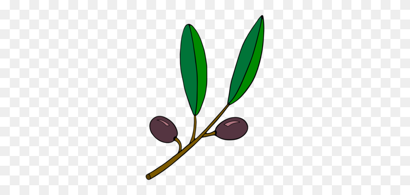 244x340 Maple Leaf Tree Branch Plant - Olive Branch PNG