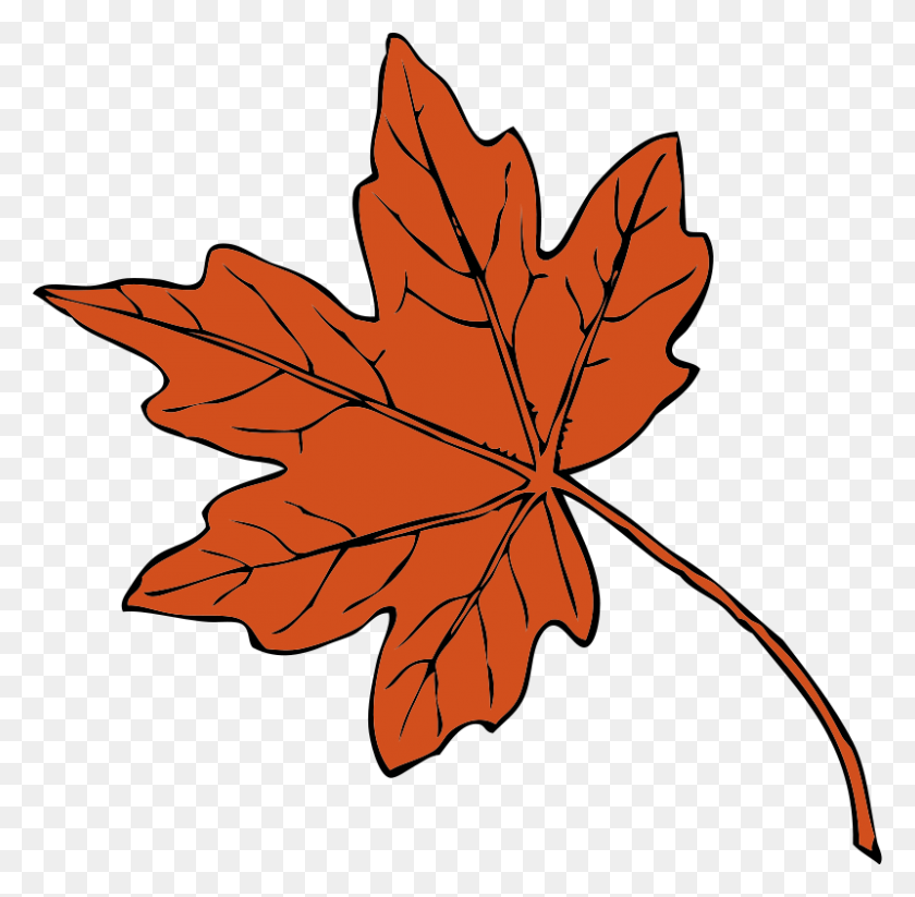 800x783 Maple Leaves Clip Art - Canada Clipart