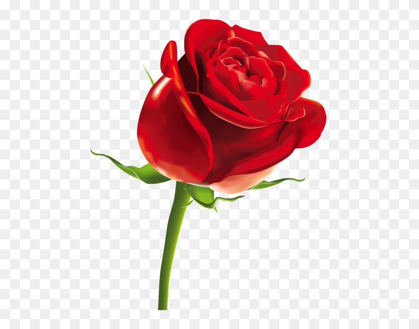 499x600 Marchesa Red Rose Png, Red - Una Sola Rosa Png