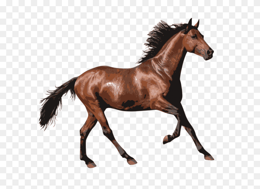 1061x750 Mare Rocky Mountain Horse Equestrian Horse Racing - Rocky Clipart