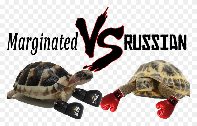 1024x630 Marginated Vs Russian Tortoise Ultimate Comparison - Tortoise PNG
