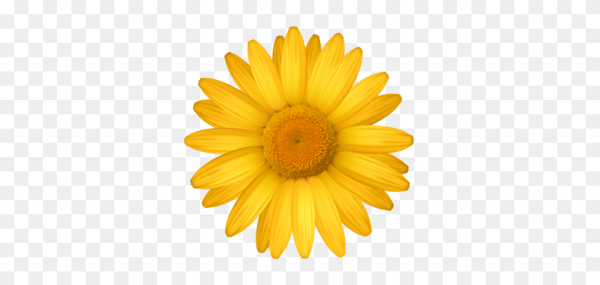 333x339 Marguerite Flower Clip Art - Yellow Daisy Clipart