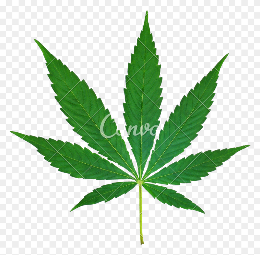 800x784 Marijuana Leaf Cutout - Pot Leaf PNG