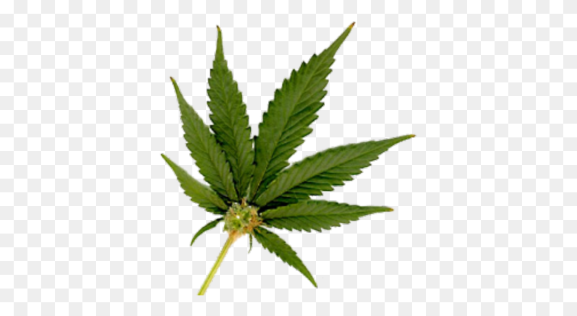 378x400 Marijuana Leaf Small Png - Weed Transparent PNG