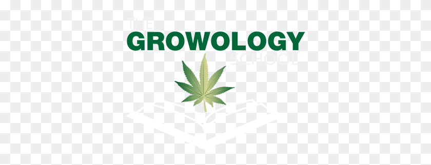 350x262 Marijuana Training School Learn To Grow Marijuana Cannabis - Marijuana Plant PNG