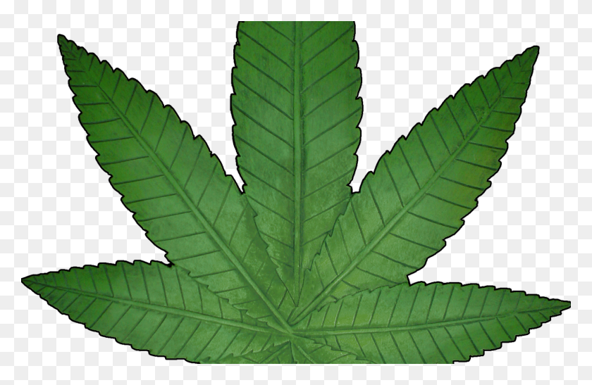 1368x855 Marijuana Weed Leaf Hot Trending Now - Hemp Leaf PNG