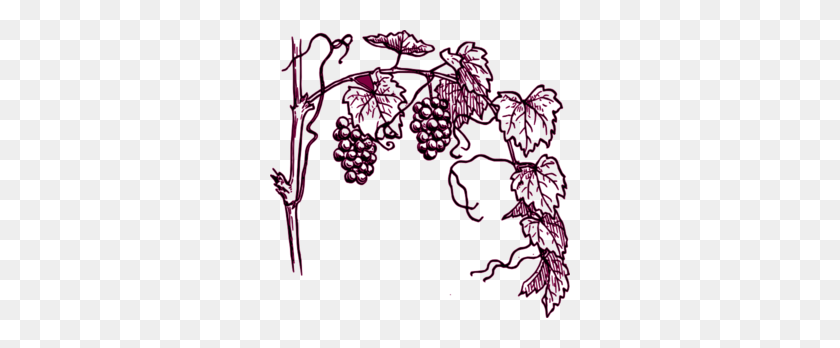 300x288 Maroon Grape Vine Clip Art - Wine Grapes Clipart