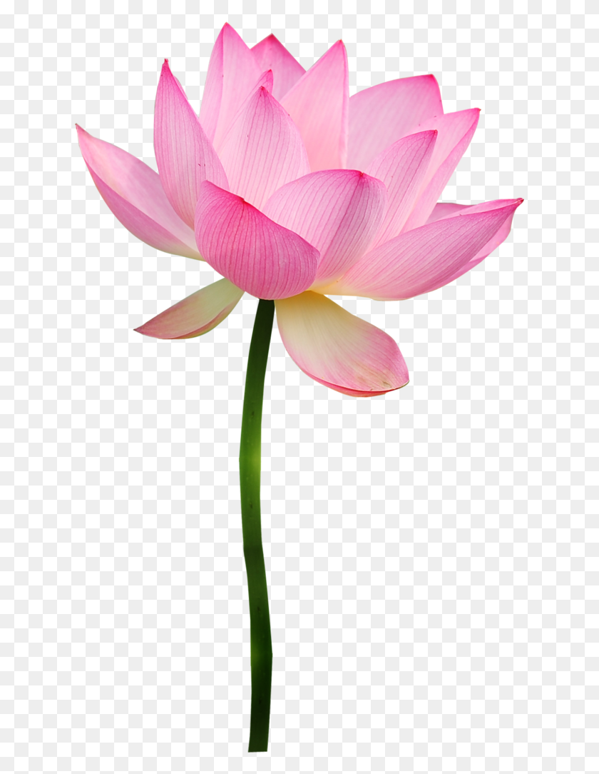 630x1024 Marypop La El - Lotus Flower PNG